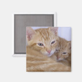 Aimant Tabbys orange (Recto/Verso)