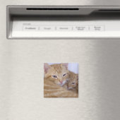 Aimant Tabbys orange (In Situ (Lave-vaisselle))