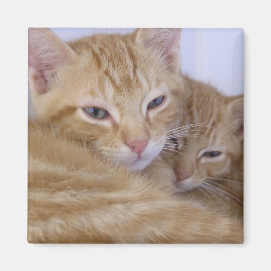 Aimant Tabbys orange (Devant)