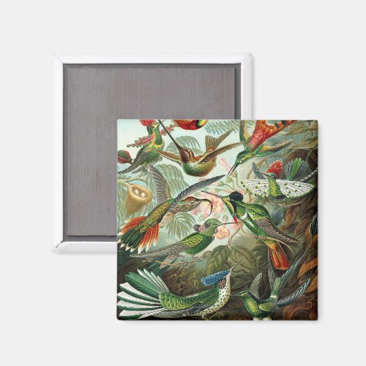 Aimant tableau classique de la faune des oiseaux colibris (Recto/Verso)