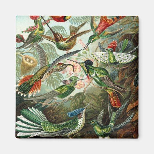 Aimant tableau classique de la faune des oiseaux colibris (Devant)