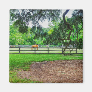 Aimant Tablettes Boone Hall