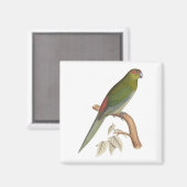 Aimant Tahiti Parakeet Illustration, ch. 1849 (Recto/Verso)