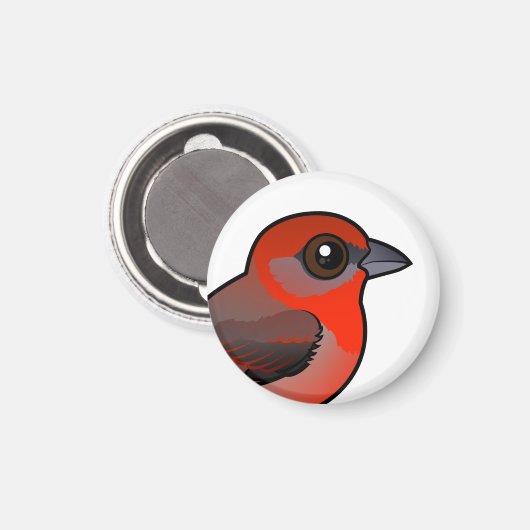 Aimant Tanager hépatique (Recto/Verso)