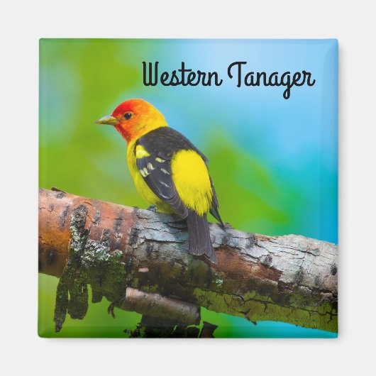 Aimant Tangara occidental (Devant)
