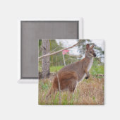 Aimant tapageuse (Recto/Verso)