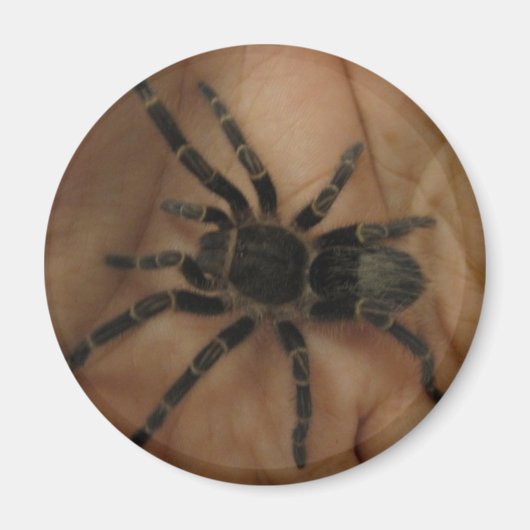 Aimant Tarantula (Devant)