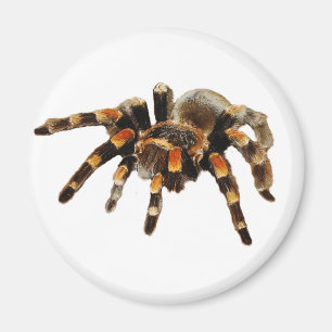 Aimant Tarantula