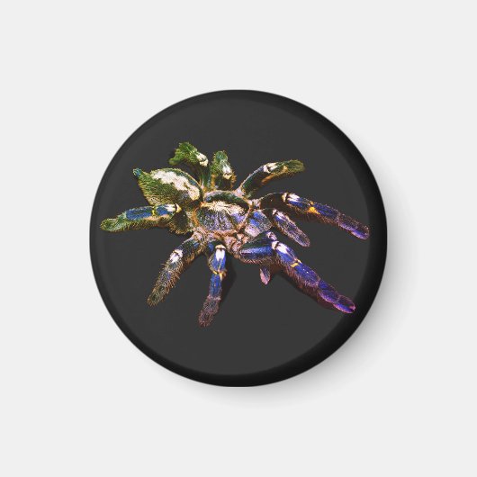 Aimant Tarantula bleu/rouge/orange/araignée noire (Devant)