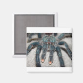 Aimant tarantule bleue (Recto/Verso)