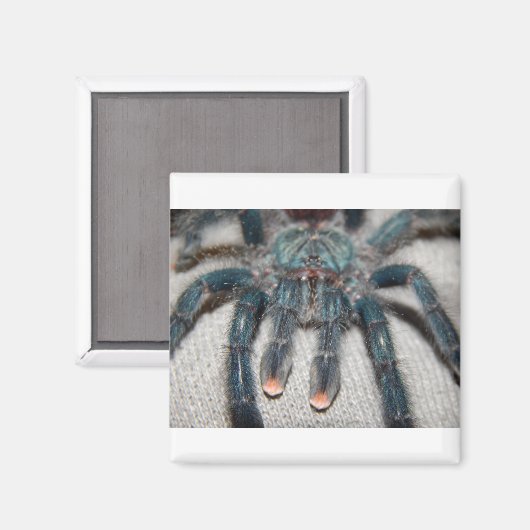 Aimant tarantule bleue (Recto/Verso)