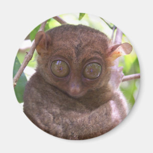 Aimant Tarsier philippin
