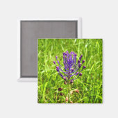 Aimant Tassel-Hyacinth (Recto/Verso)