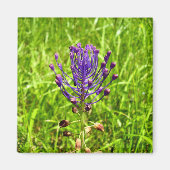 Aimant Tassel-Hyacinth (Devant)