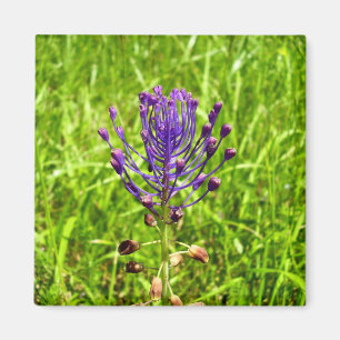 Aimant Tassel-Hyacinth