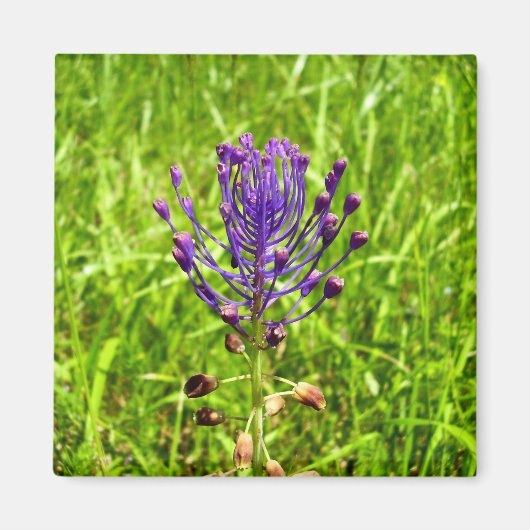 Aimant Tassel-Hyacinth (Devant)