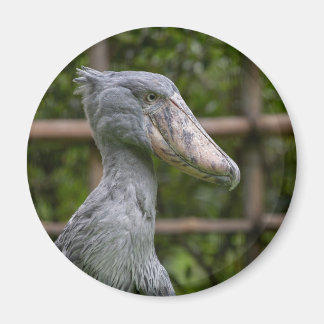 Aimant Taupe (Balaeniceps rex)