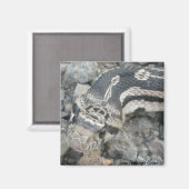 Aimant Taureau (Pituophis catenifer sayi) (Recto/Verso)