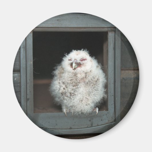 Aimant Tawny Owl (Devant)