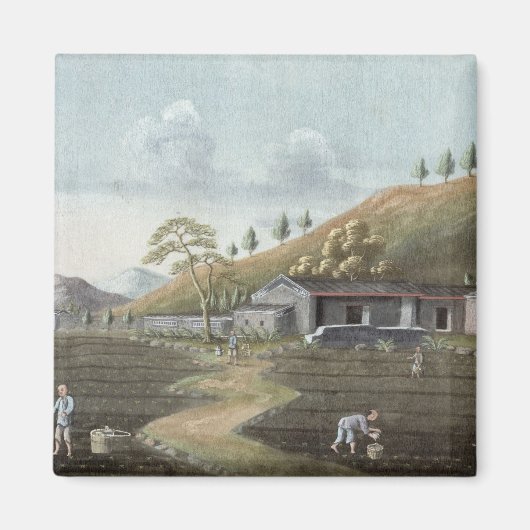 Aimant Tea planting (w/c on paper) (Devant)