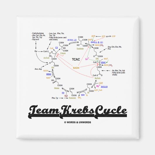 Aimant Team Krebs Cycle (Citric Acid Cycle - TCAC) (Devant)