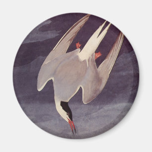 Aimant Terne arctique par John James Audubon, Oiseaux Vin