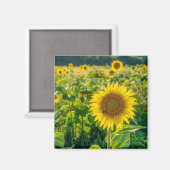 Aimant Terrain de tournesol doré (Recto/Verso)