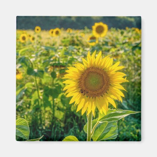 Aimant Terrain de tournesol doré (Devant)
