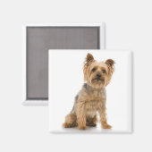 Aimant Terrier (Recto/Verso)
