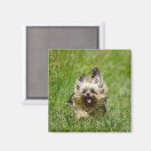 Aimant Terrier Yorkshire mignon Traversant L'Herbe (Recto/Verso)