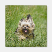 Aimant Terrier Yorkshire mignon Traversant L'Herbe (Devant)