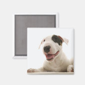 Aimant Terriers de taureaux (Recto/Verso)