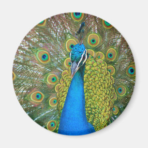 Aimant Tête bleue Peacock avec et des plumes de queue col