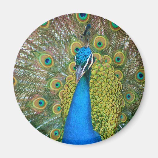 Aimant Tête bleue Peacock avec et des plumes de queue col (Devant)