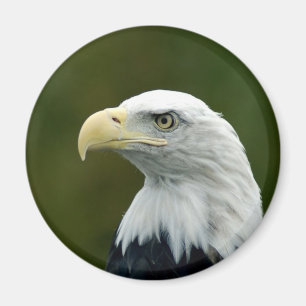 aimant tête d'aigle américain