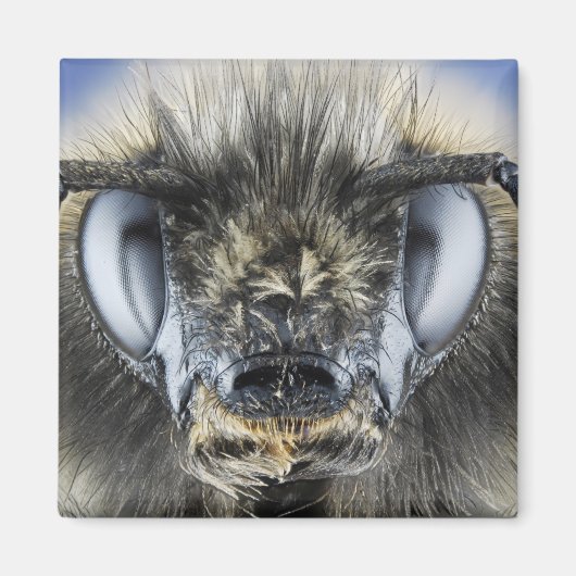 Aimant Tête de bourdon (Devant)