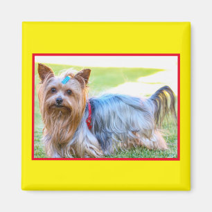 Aimant tête de corps de chien Yorkshire Terrier mi