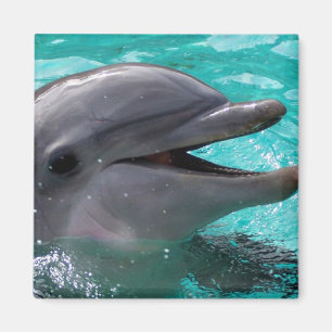 Aimant Tête de dauphin dans l'eau bleu vert