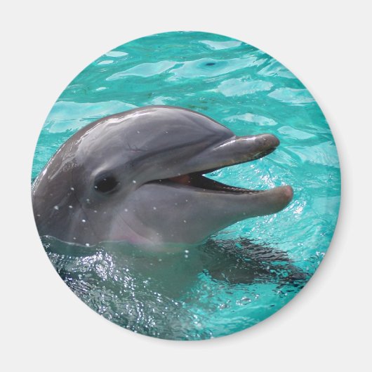 Aimant Tête de dauphin en eau aquamarine (Devant)