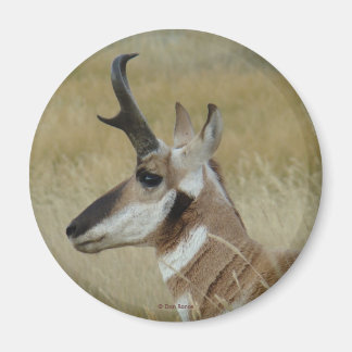 Aimant Tête de jeune buck d'antilope pronghorn A4 profil