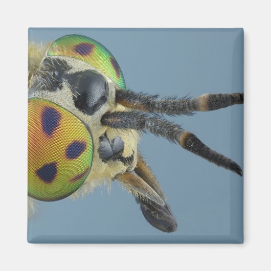 Aimant Tête de mouche de cerf (Devant)