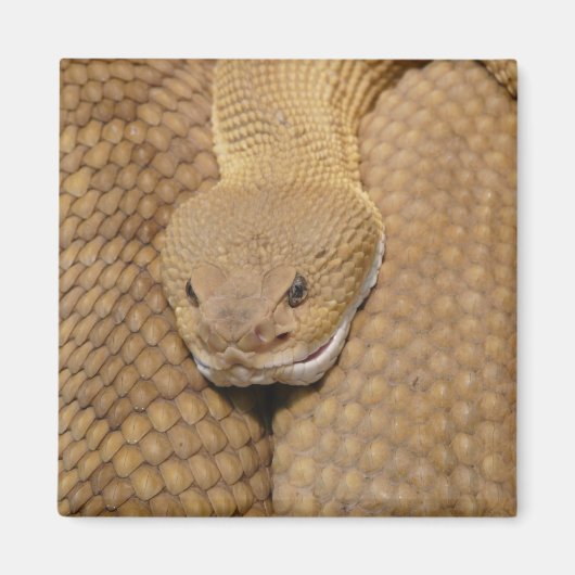 Aimant Tête de serpent à sonnette (Devant)