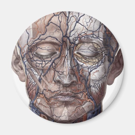 Aimant Tête de veines et de muscles (Devant)