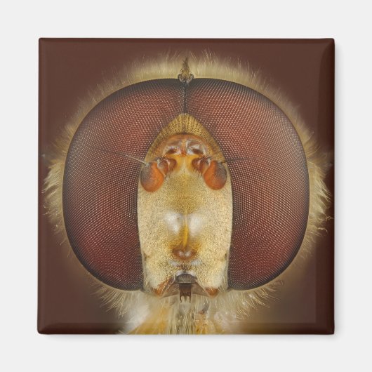 Aimant Tête et yeux composés d'une mouche (Devant)