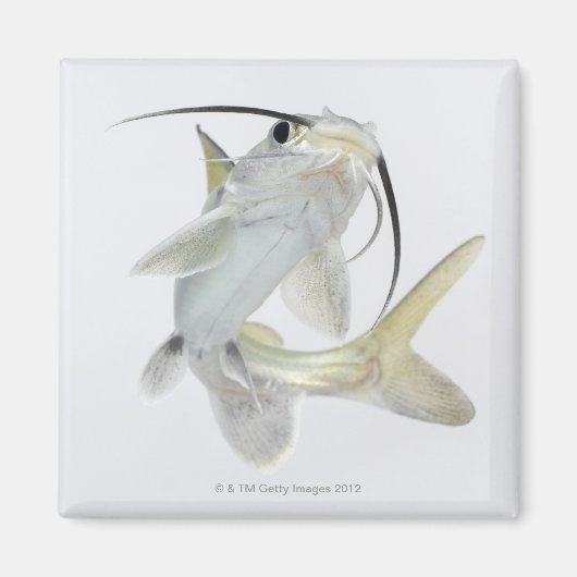Aimant Tete poisson de mer (Hexanematichthys seemanni) (Devant)