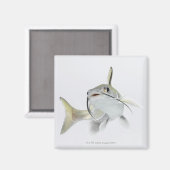 Aimant Tete poisson de mer (Hexanematichthys seemanni) 2 (Recto/Verso)