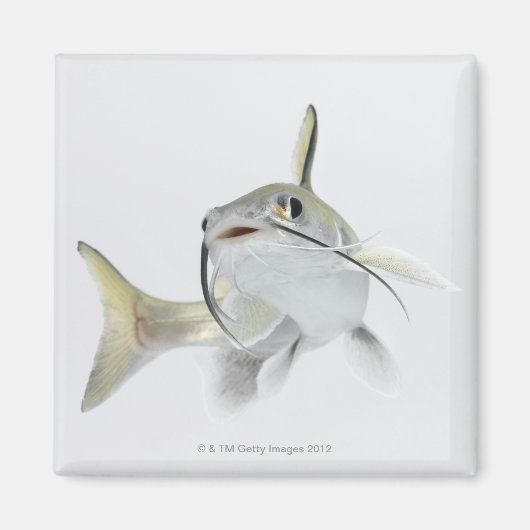 Aimant Tete poisson de mer (Hexanematichthys seemanni) 2 (Devant)