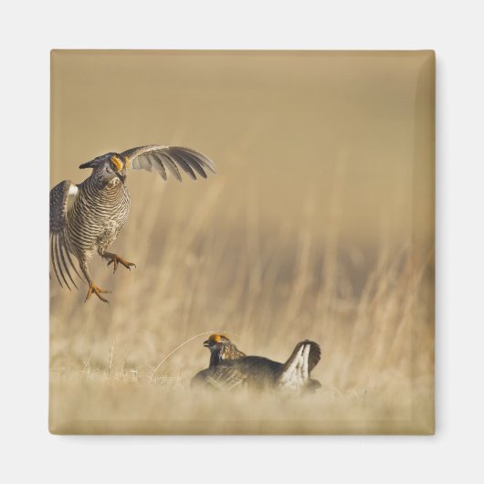 Aimant Tétras des prairies mâles au lek dans le comté de (Devant)