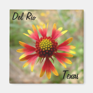 Aimant Texa de fleur sauvage de blanketflower d'aimant de