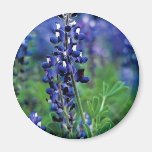 Aimant Texas Bluebonnet (Devant)